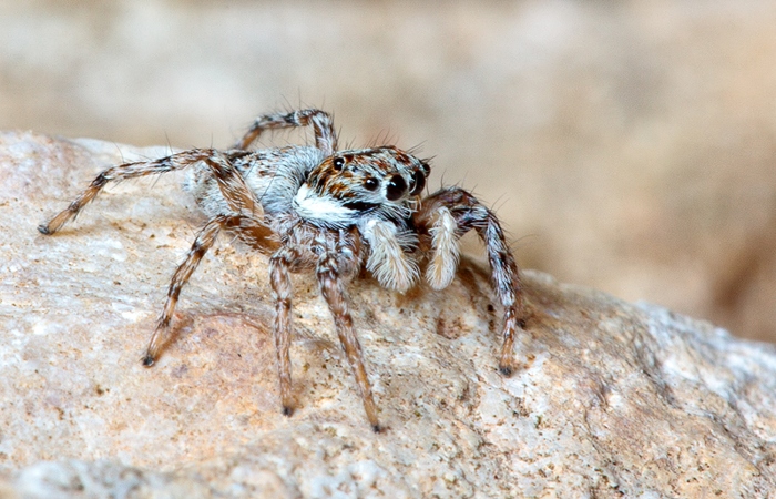 Menemerus semilimbatus